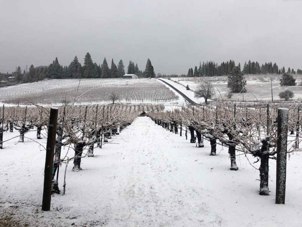 Rows of white at Lava Cap Winery