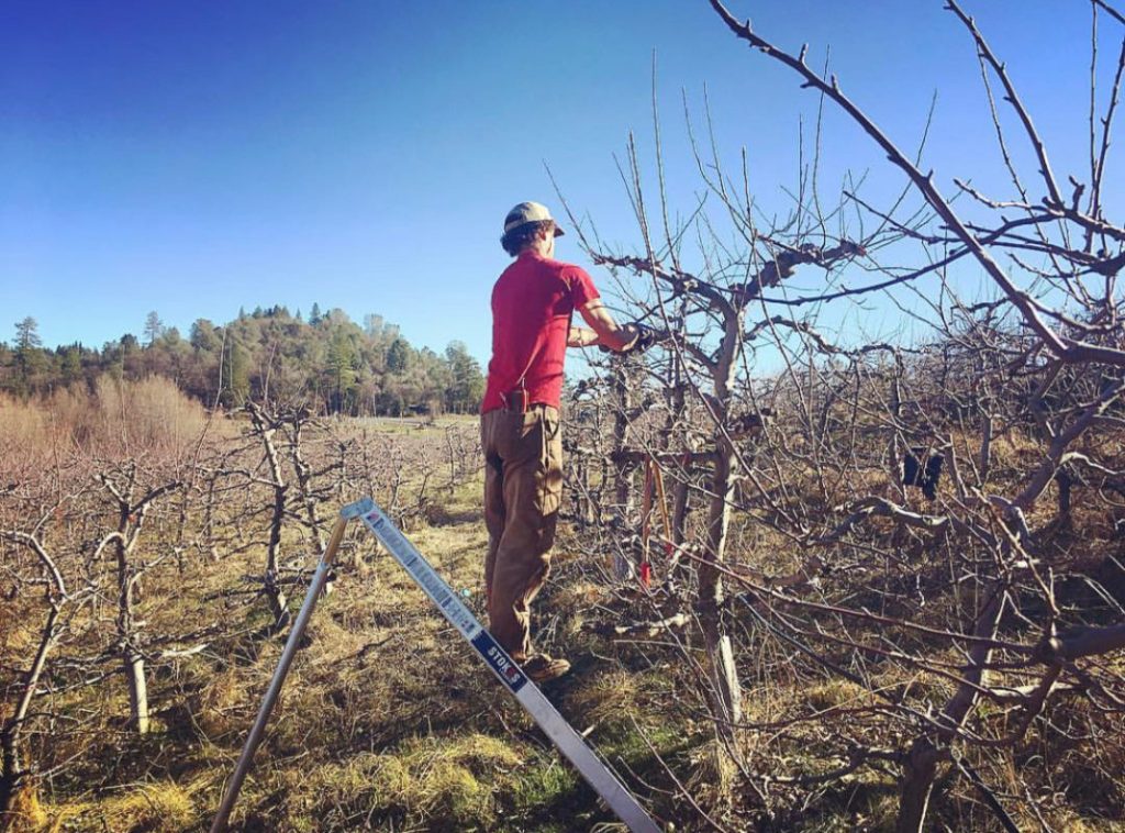 Flying V Farm- Pruning organic Fuji apple trees