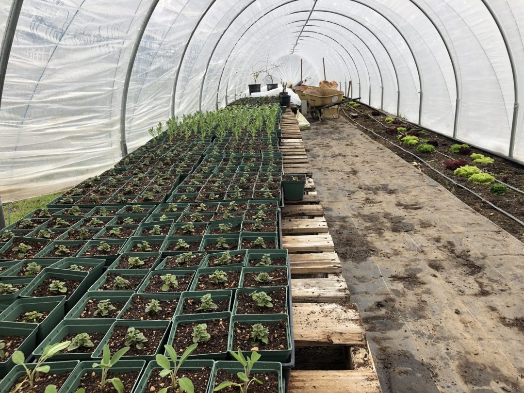 24 Carrot Farm Spring starters safe from the cold