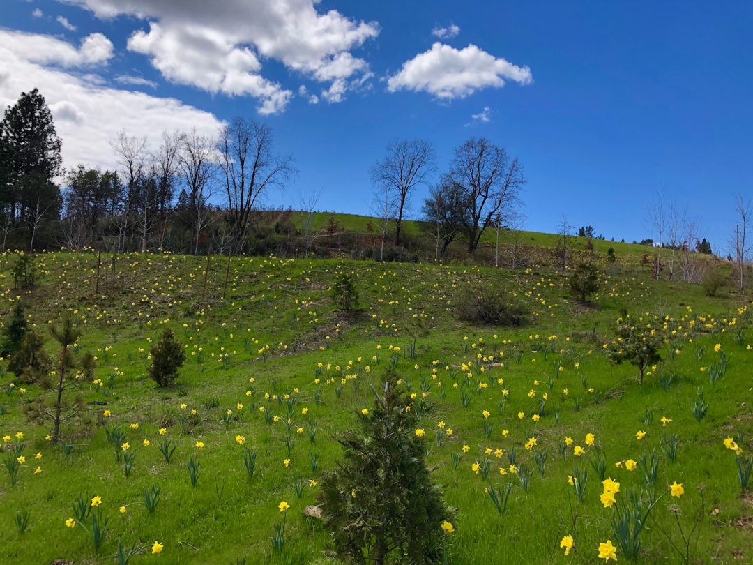 Starfield Vineyards– Thousands of daffodils dotting the hillsides