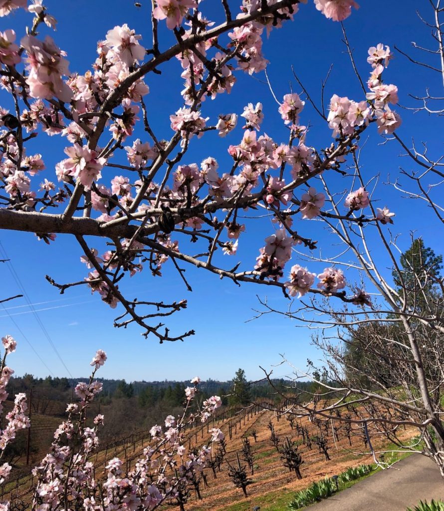 Boeger Winery– Almond blossoms