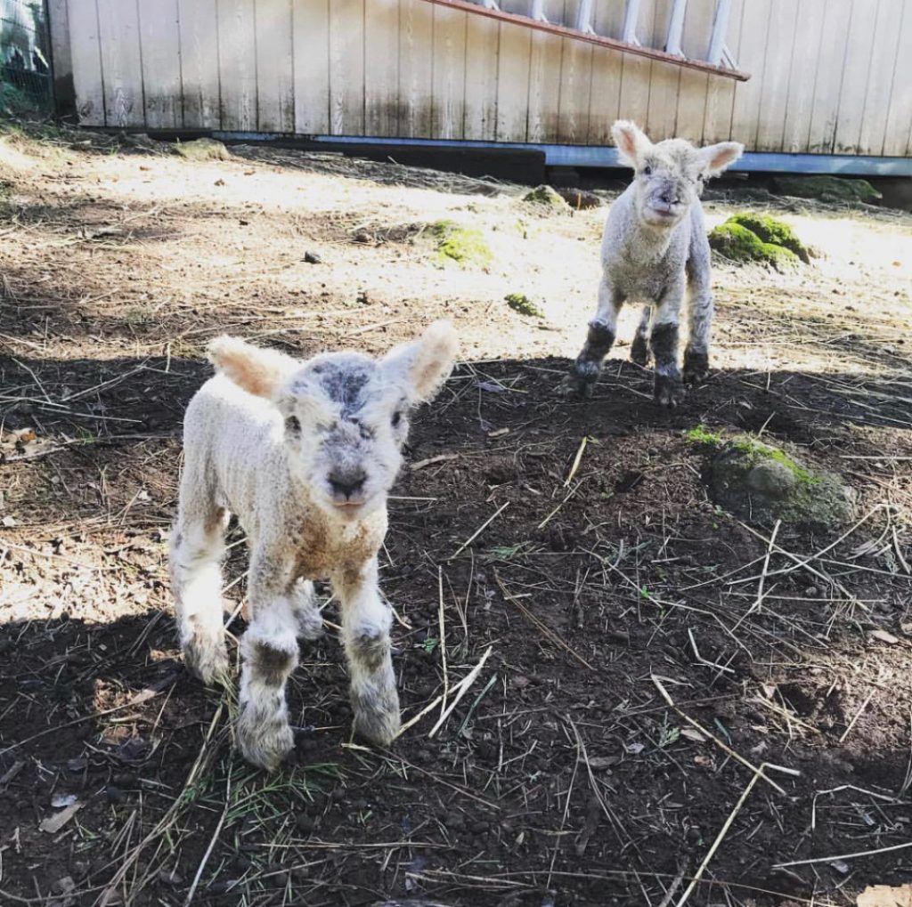 Apple Blossom Farm- Babydoll lambs Fabio and Felix