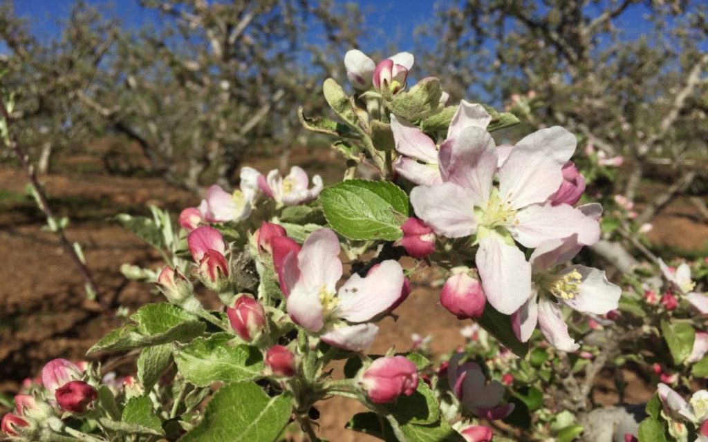 apple blossom season is here