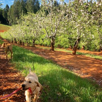 dog walking in the apple trees