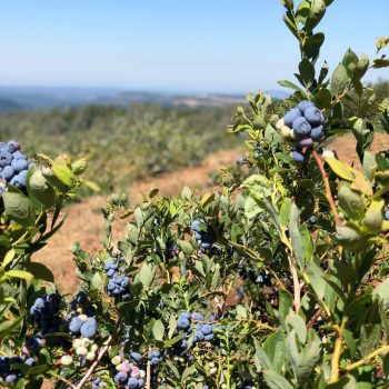 blueberry harvest is ready