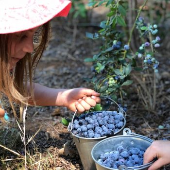 girl picking a couple buckets of blueberries