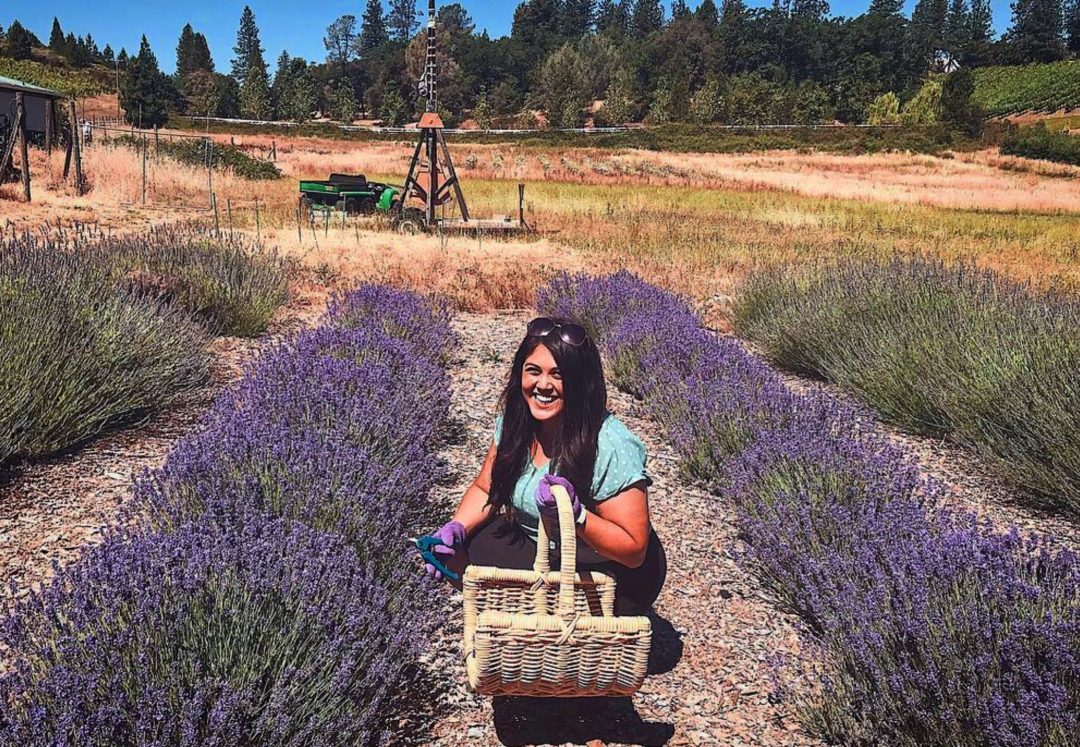 trimming some lavender for the basket