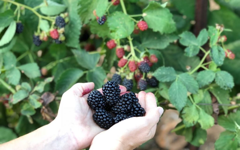 handfull of plump blackberries