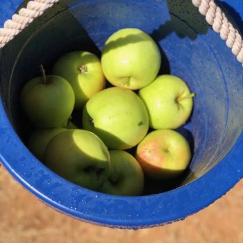 apples in a bucket