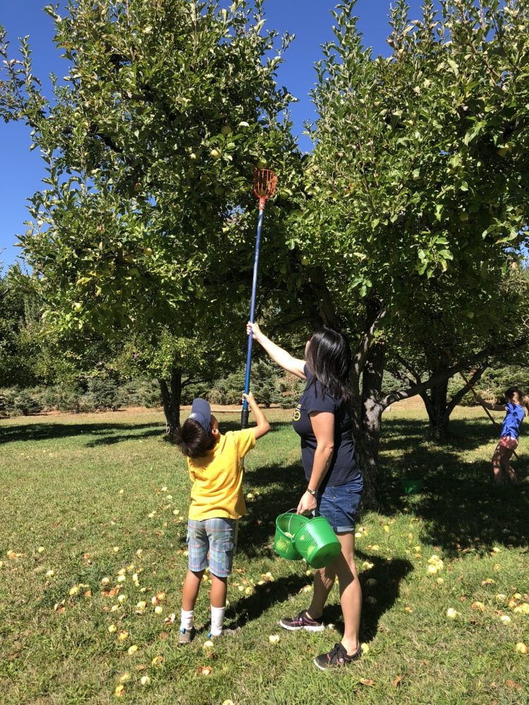 picking apples high in a tree