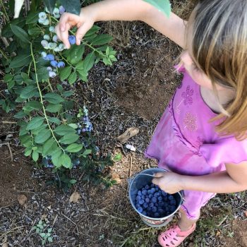 little girl picking blueberries