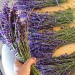 fresh picked lavender