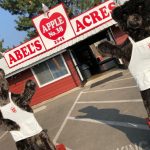abel's acres