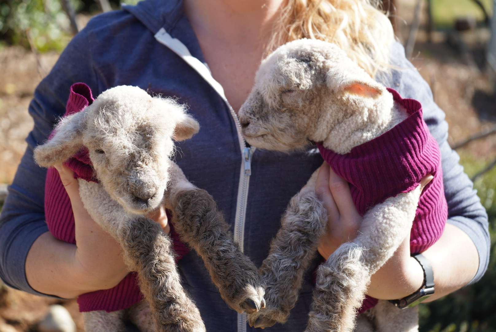 baby goats