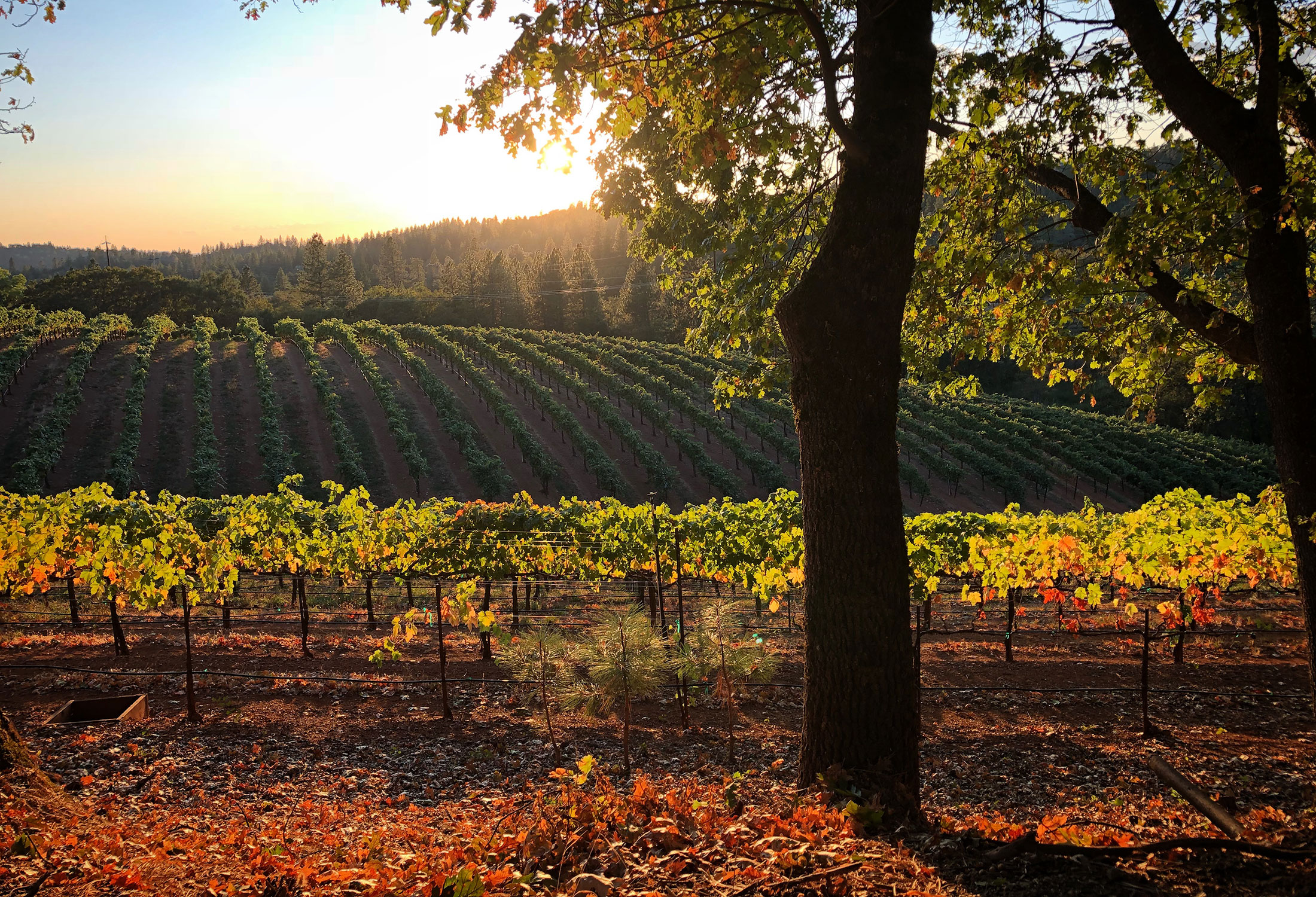 Apple Hill Growers Association - Open Year Round, hill 