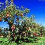 Argyres Orchard