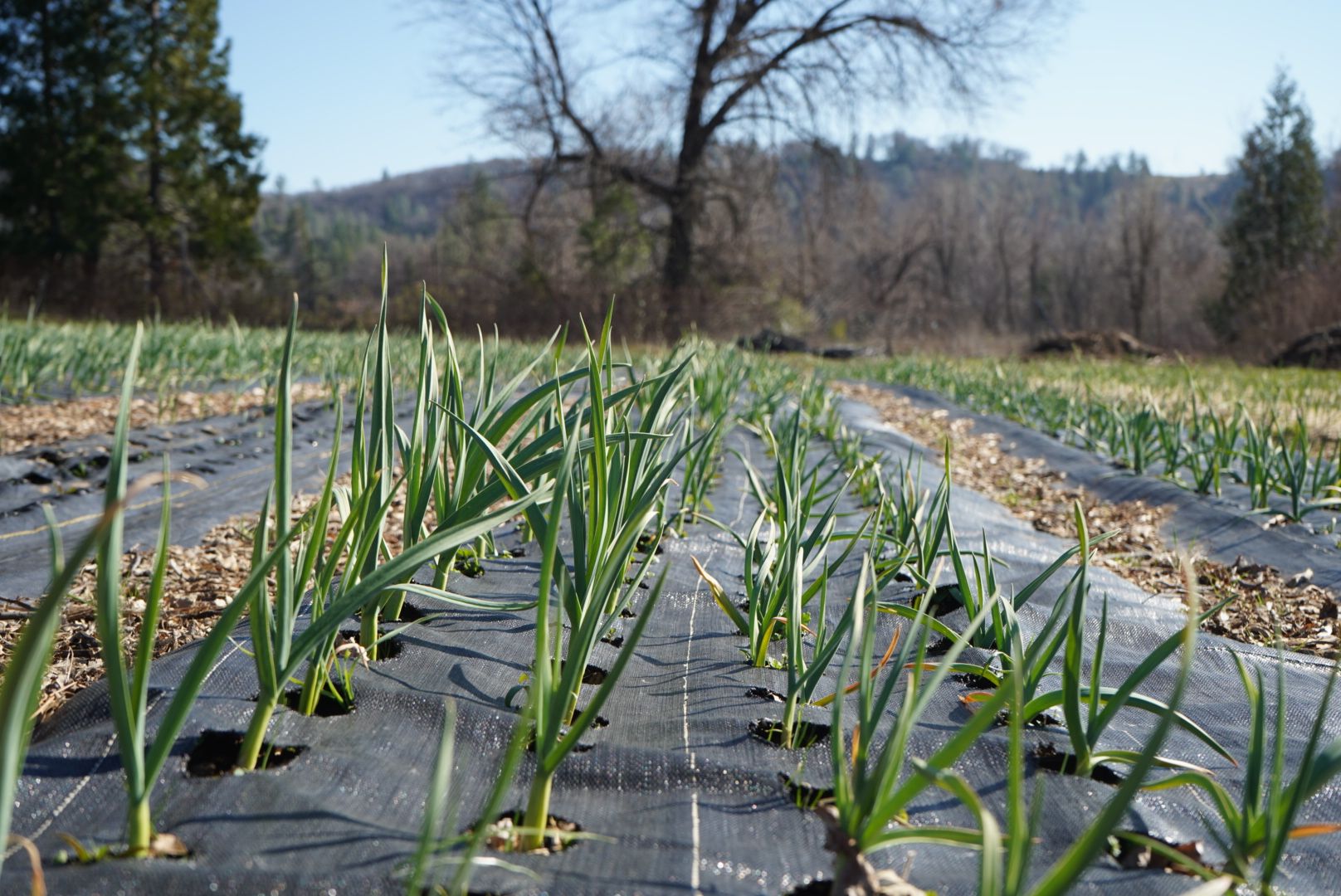 Apple Hill Growers Association - Open Year Round