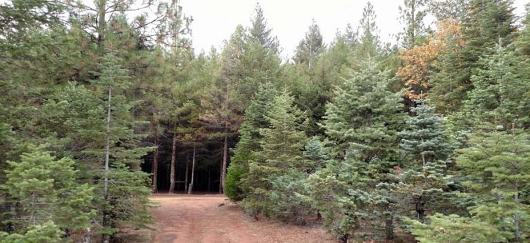 Madrone Tree Hill - Apple Hill Growers Association