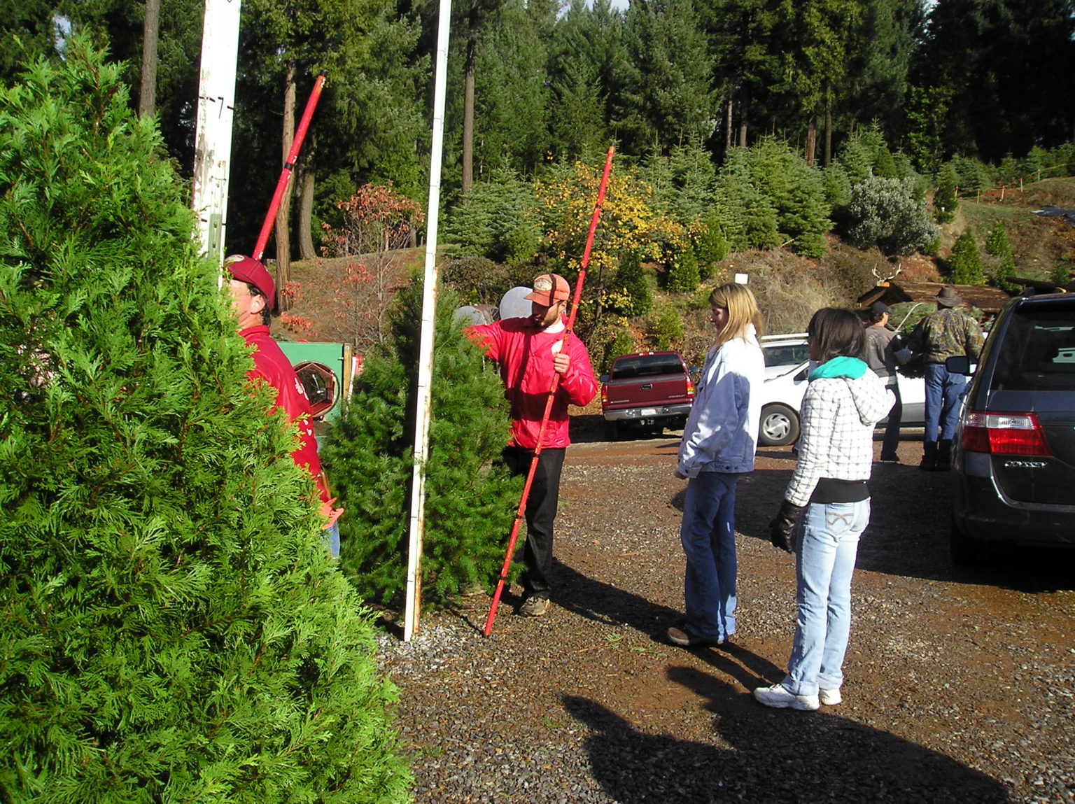Christmas Tree Season Opens This Weekend Apple Hill Growers Association